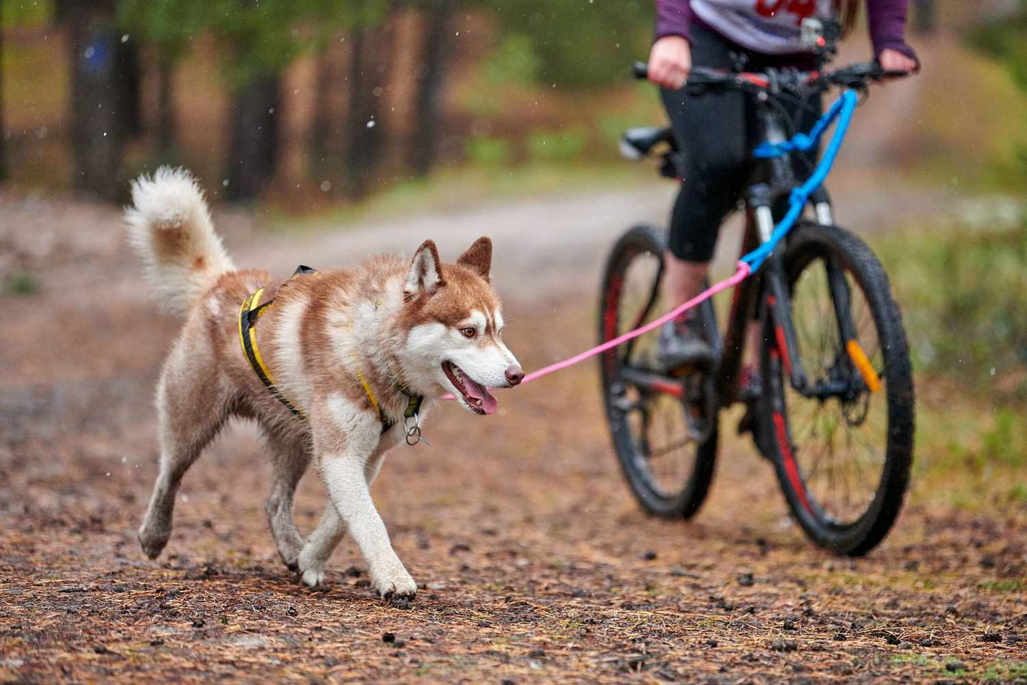Dog Pulling Bike Scooter