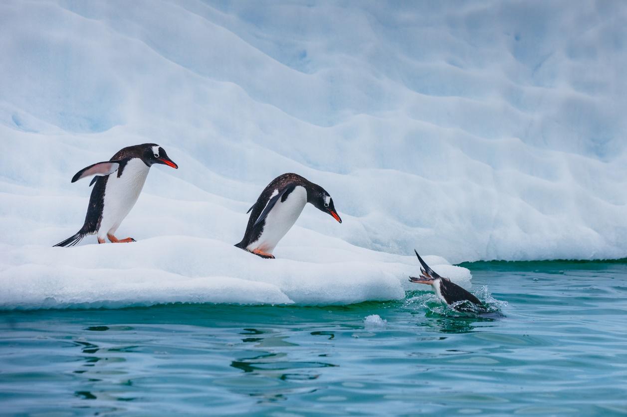 Pingviner som dyker ned i vattnet från en ishals