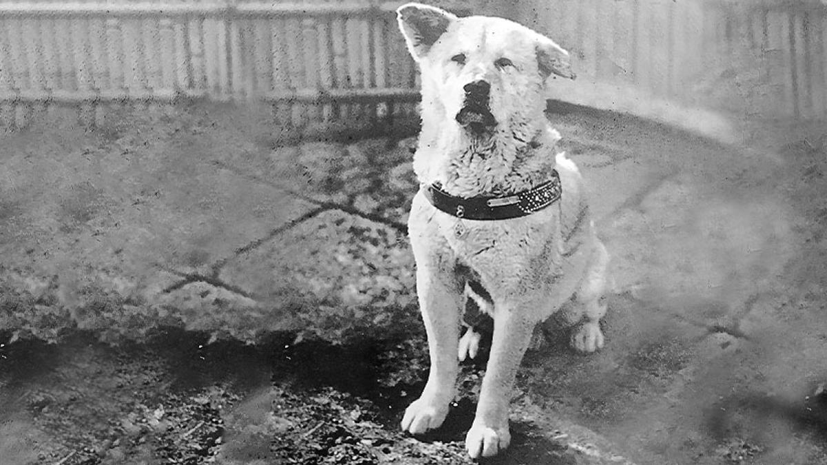 Foto en blanco y negro de Hachiko sentado, el Akita conocido mundialmente como "el perro más fiel".