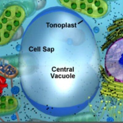 CentrAl VacUole (@centralvaCOOL) | Twitter