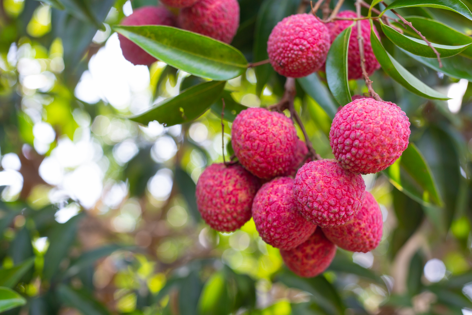 Litchi 