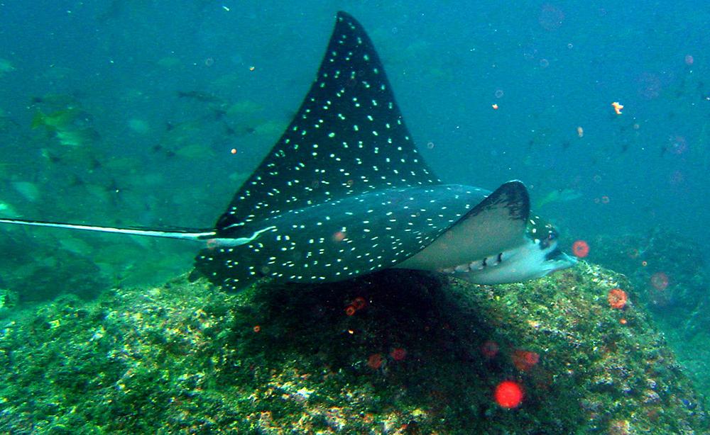Dive into adventure and witness the elegant glide of spotted eagle rays!