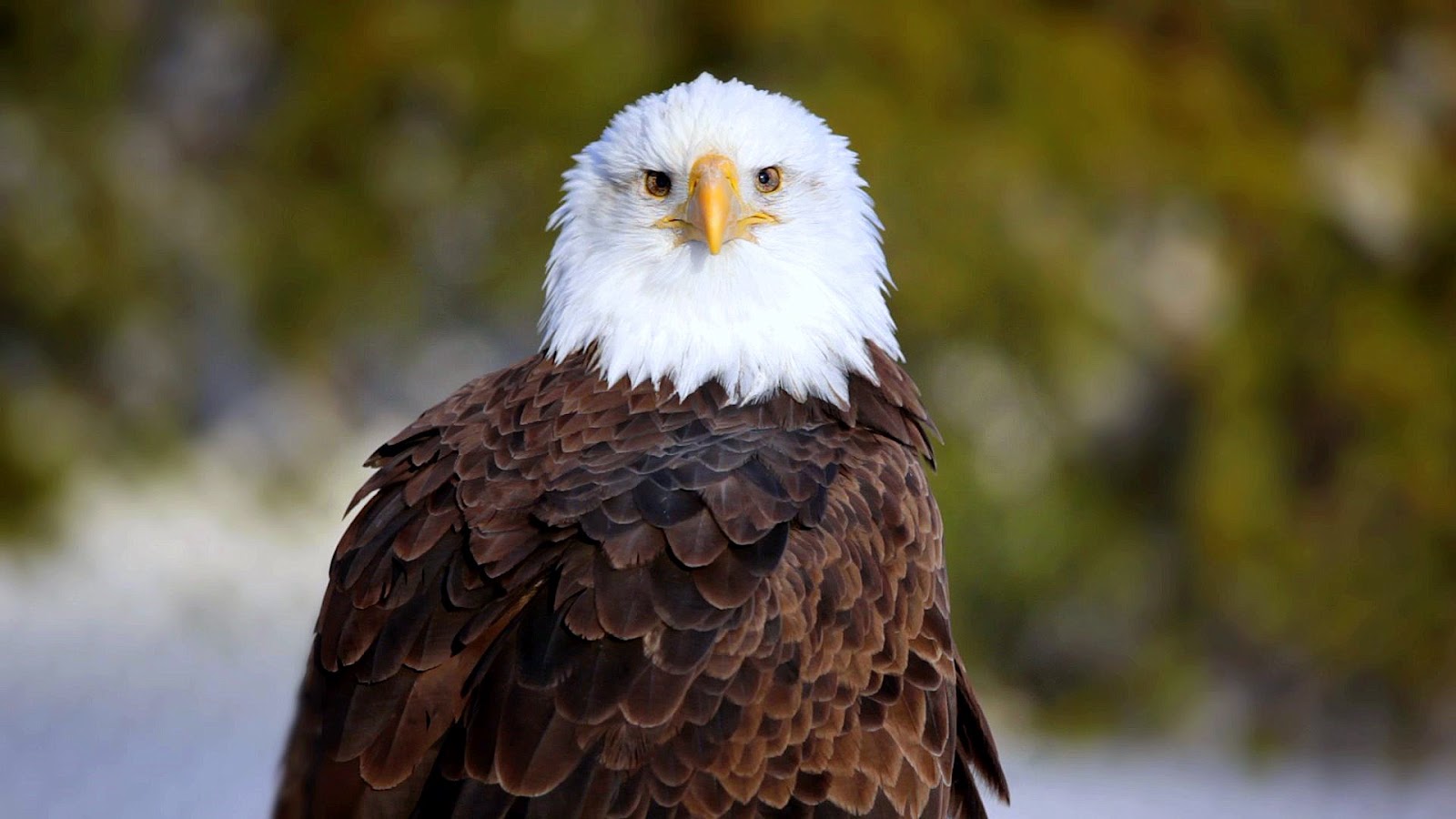 A bad eagle is spotted while on an airboat tour at Wild Florida