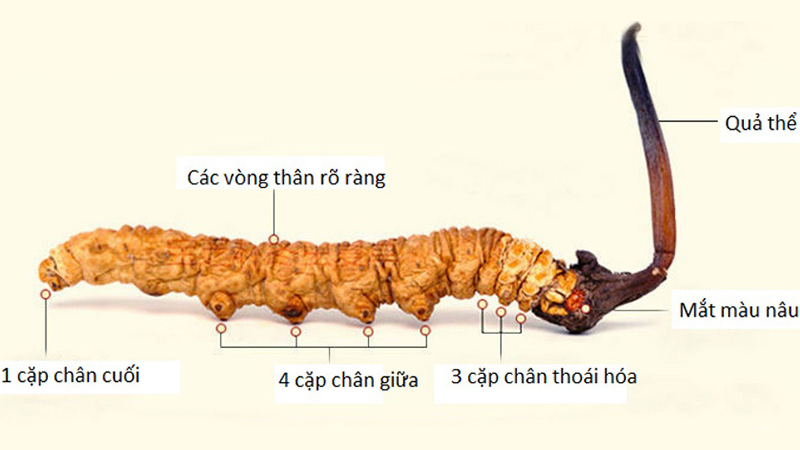 Đông trùng hạ thảo là một loại nấm sống ký sinh trên ấu trùng côn trùng