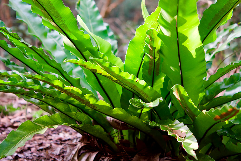 Raspberry Splash Bird’s Nest Fern (Asplenium nidus 'Crispy Wave')