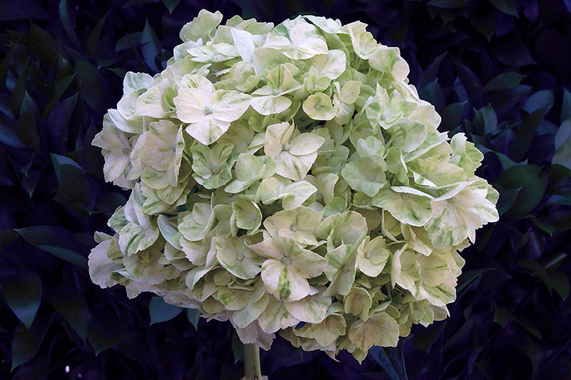 Гортензия метельчатая сорт мохито фото Гортензия мохито (Hydrangea Mojito): описание и фото блог интернет - магазина Ар