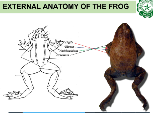 External Anatomy of Toads Notes | Knowt