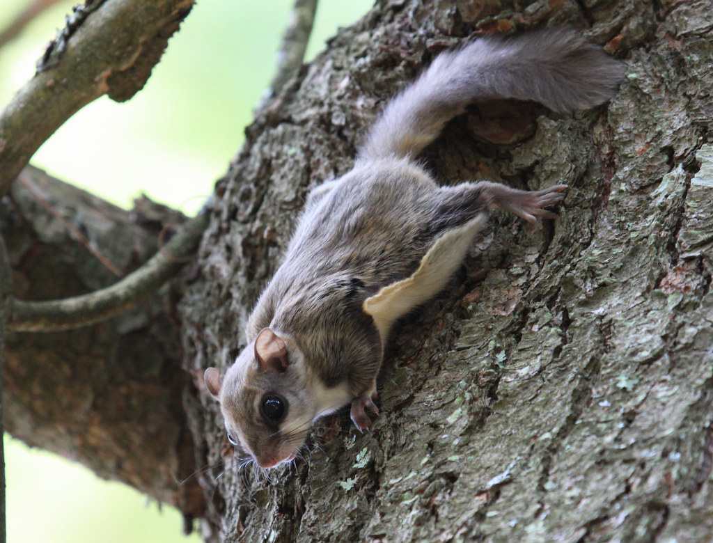 Flying Squirrels In NH