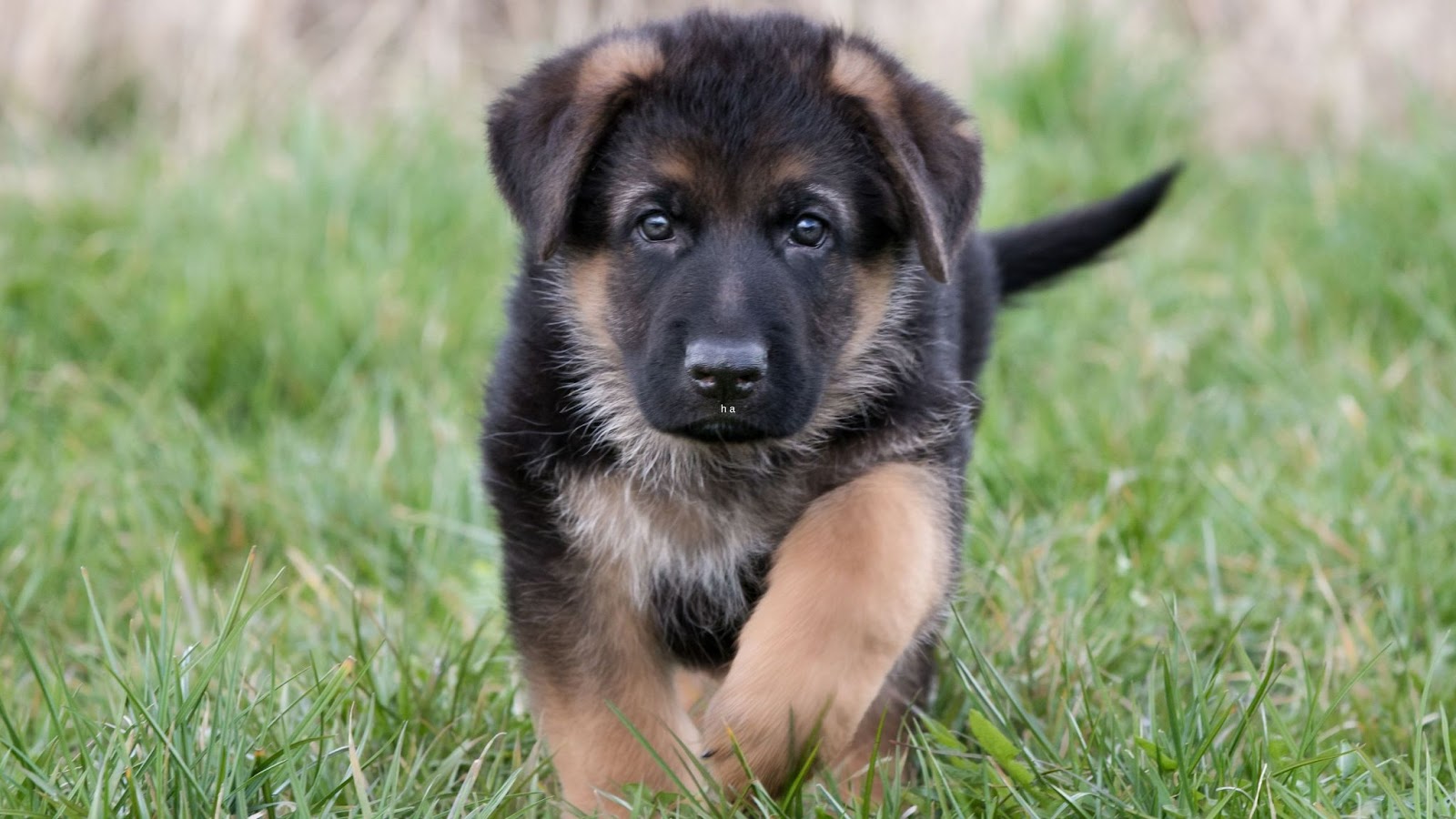Cute German Shpeherd Puppy for sale runnning grass