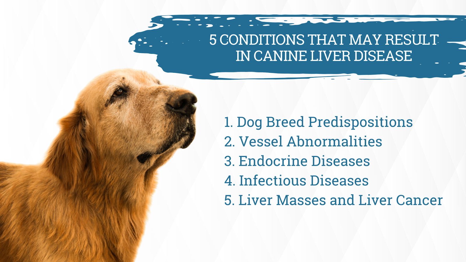 5 conditions resulting in canine liver disease