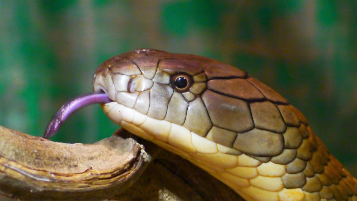 Understanding the Symbolism of Dead Snakes in Dreams