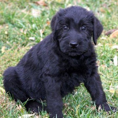 black giant schnauzer puppy