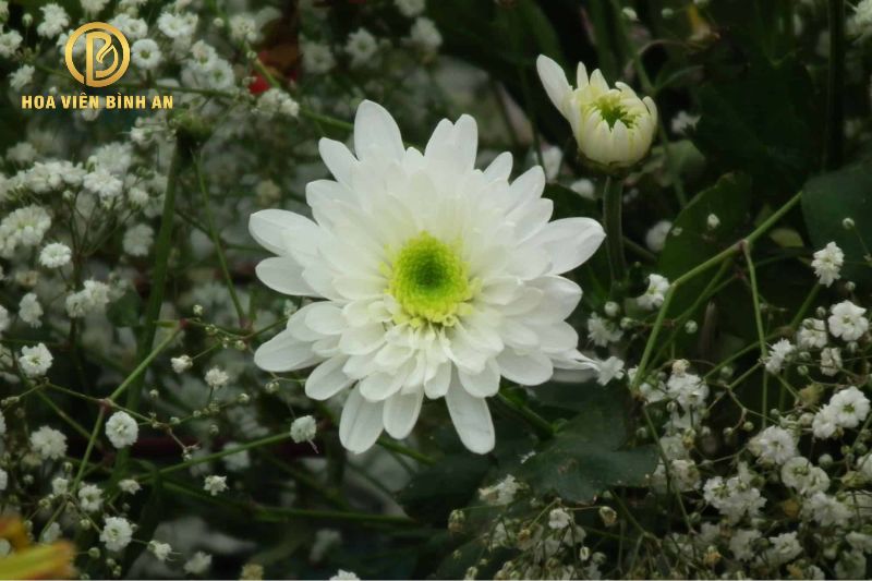 Ý nghĩa hoa cúc trắng cần lưu ý khi sử dụng ở đám tang
