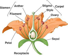 E:\savinay\2014714-183945795-8406-structure-and-functions-of-parts-of-a-flower_opt-(1).jpg