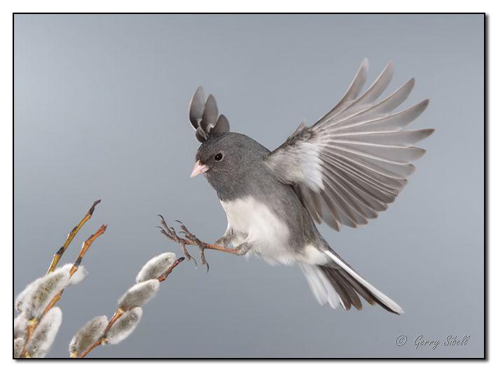 Junco in Flight My Grandfather called these "Snowbirds" | Beautiful birds,  Backyard birds, Bird life list