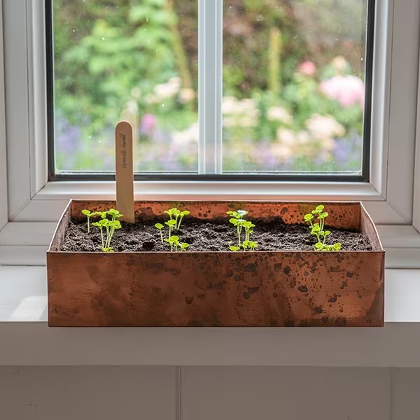 Gradually expose your seedling to sunlight to avoid shock