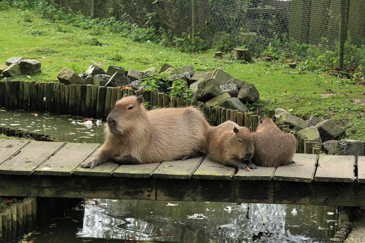 What States Are Capybaras Legal In