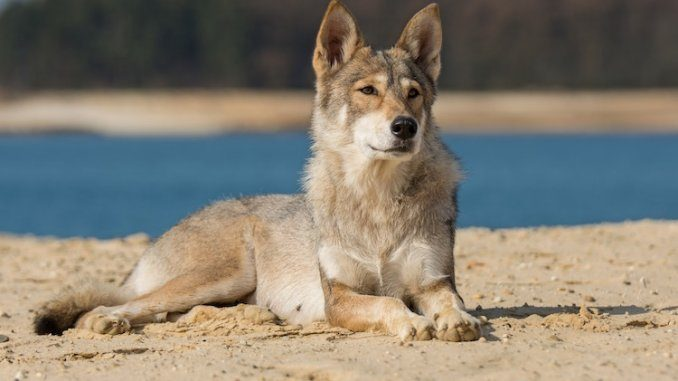tamaskan wolf dog