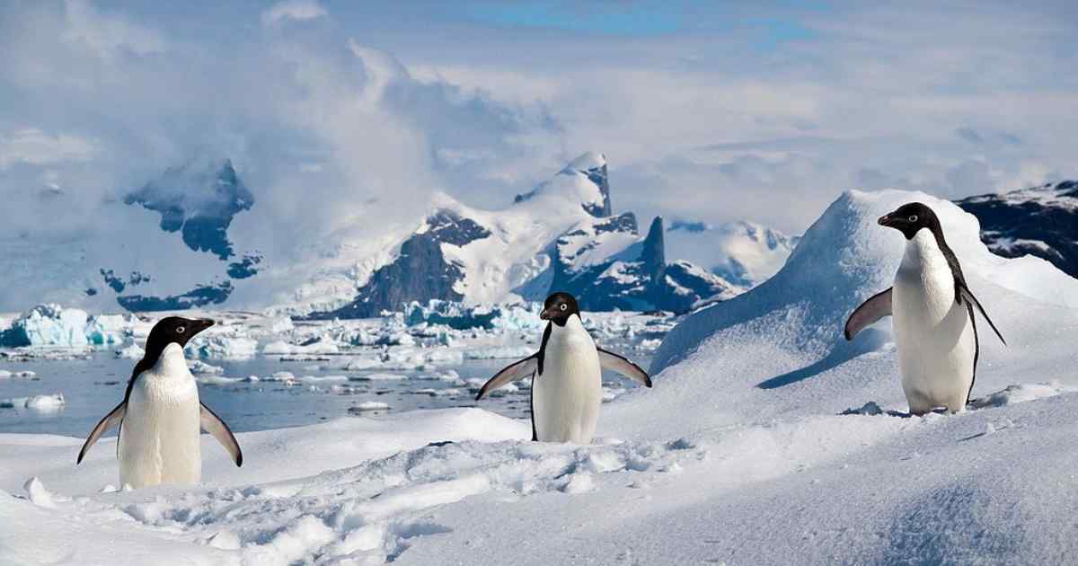 Penguin Paradise - South Shetland Islands + Antarctic Expedition