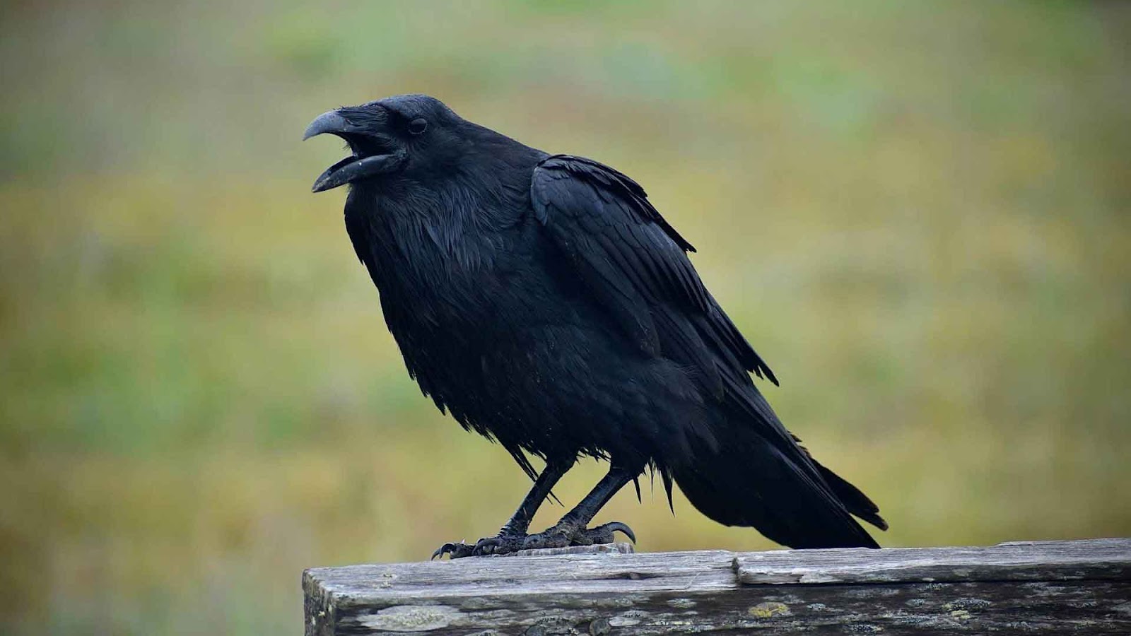 Blackbirds in Mythology and Folklore