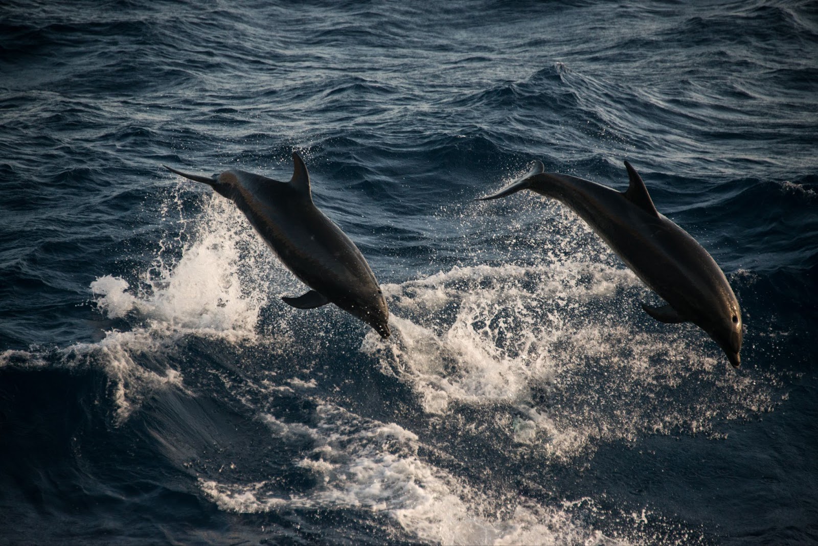 Two Bottlenose dolphins are doing acrobatic jumps in Guadalupe, Mexico. 