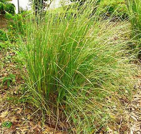 What does kusha grass look like