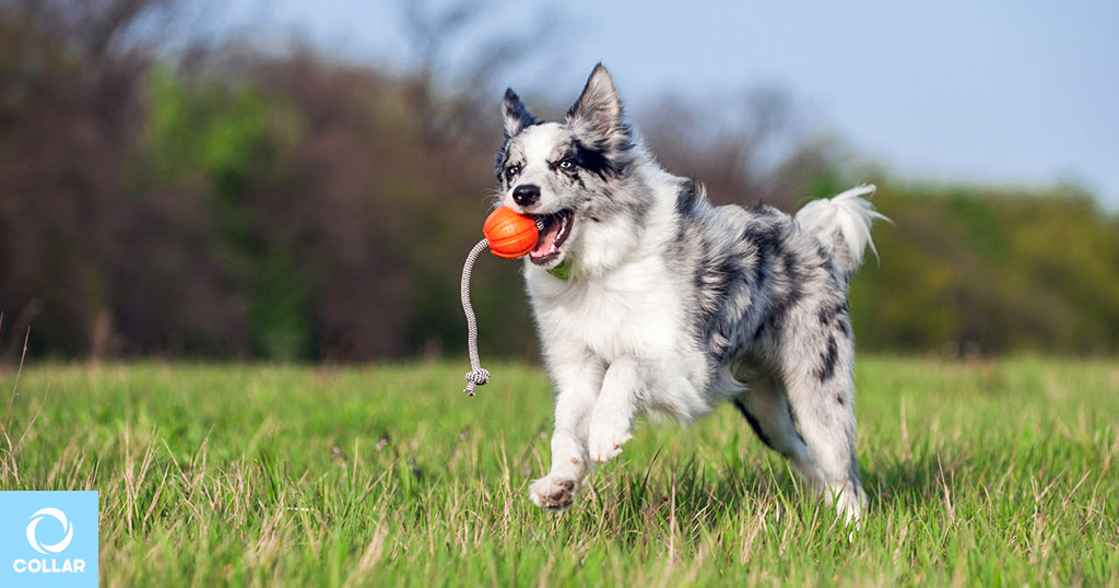Оранжевый мячик LIKER для собак.