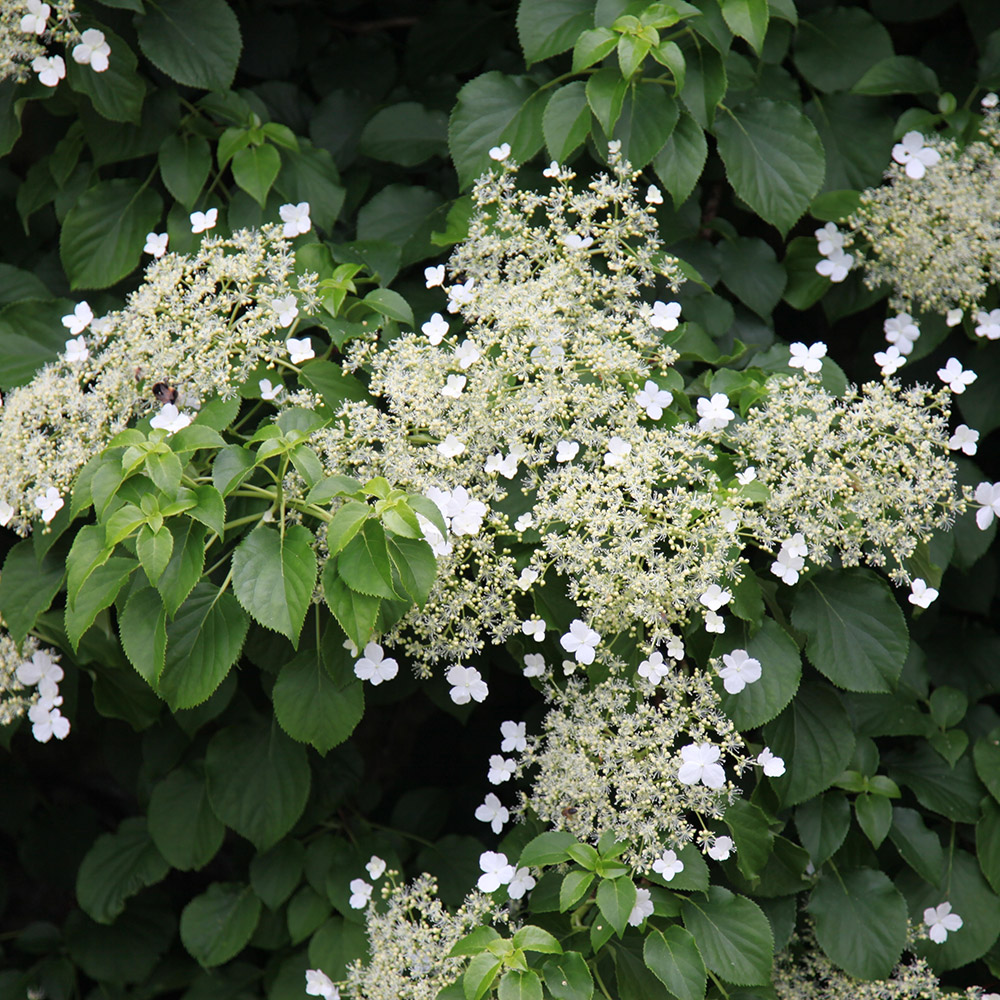 Climbing Hydrangea (Schizophragma hydrangeoides)