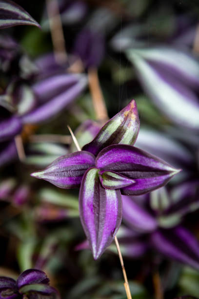 Why Wandering Jew Plants Can Be Toxic to Cats?