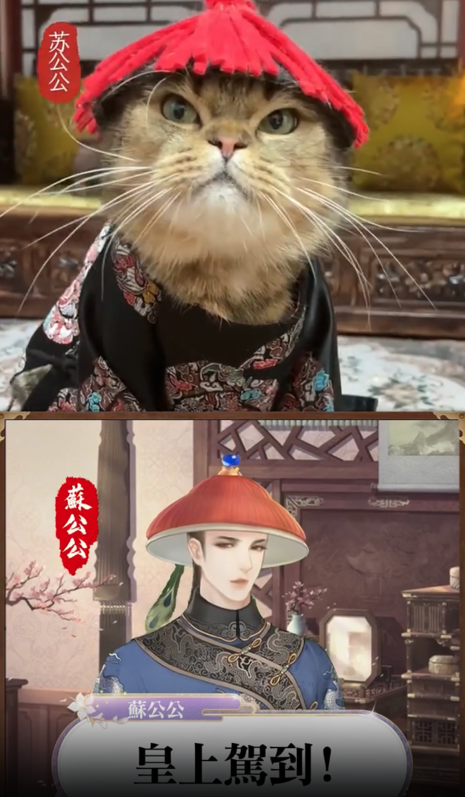 A cat wearing a kimono and a picture of a person

Description automatically generated
