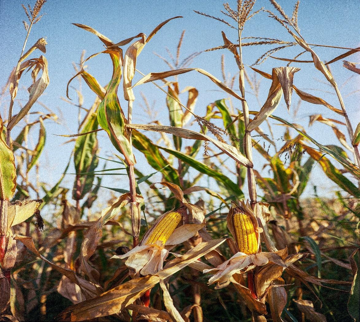 A close-up of a wheat field

Description automatically generated with low confidence