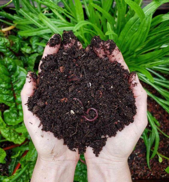 Organic-rich Soil 