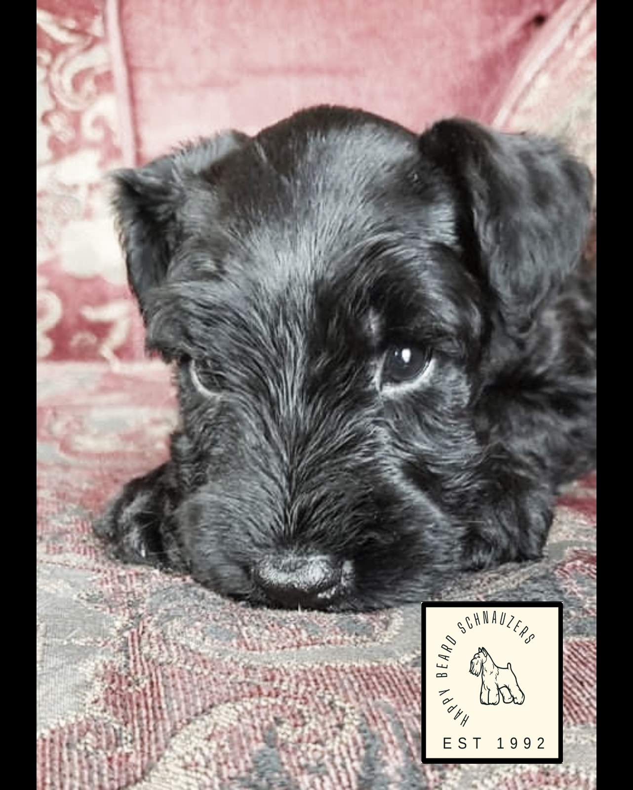 Black Giant Schnauzer Puppy 