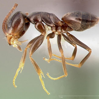 odorus house ant.jpg