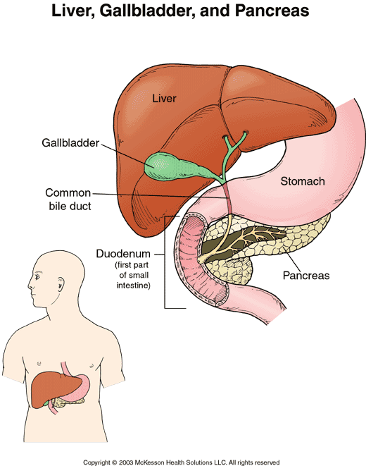 https://ehumanbiofield.wikispaces.com/file/view/accessory_organs-_digestion.gif/32297901/accessory_organs-_digestion.gif