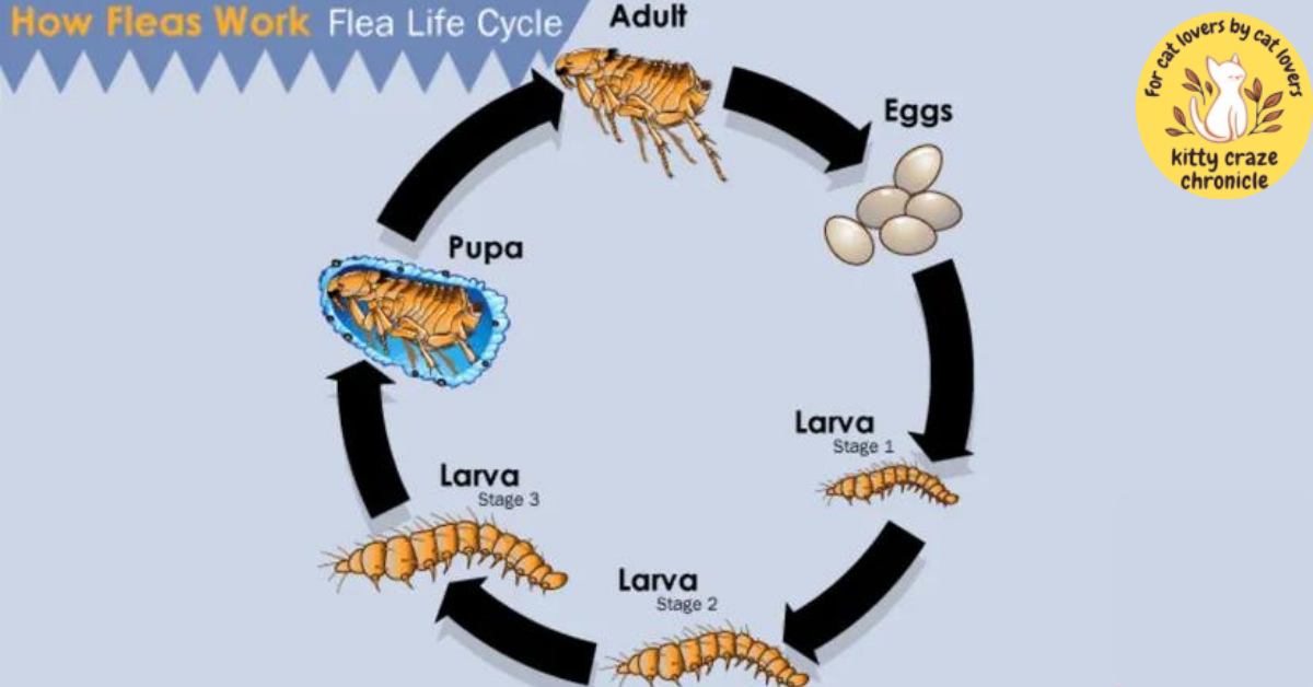 Eggs in the flea life cycle 