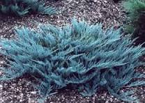 Conifers - Groundcover
