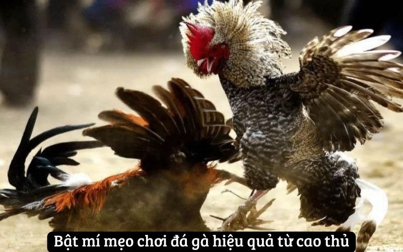 Bật mí mẹo chơi đá gà hiệu quả từ cao thủ