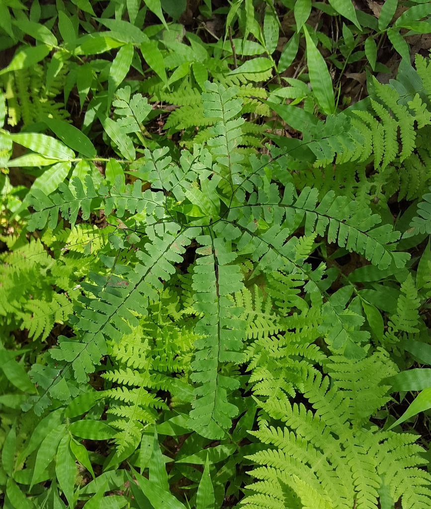 Northern Maidenhair Fern (Adiantum pedatum)
