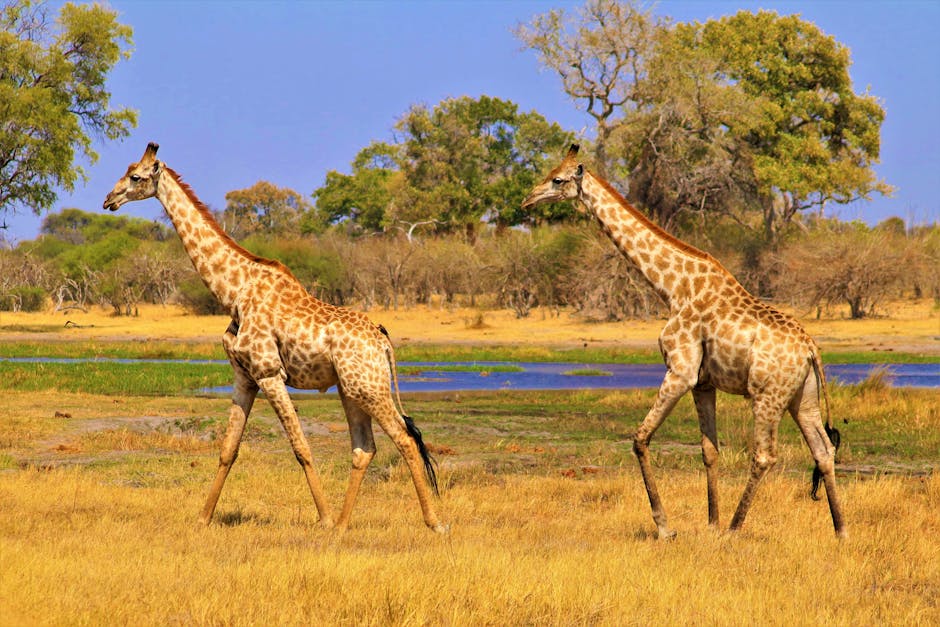 Giraffes on Brown Grass Field for a Safari Adventure in Tanzania
