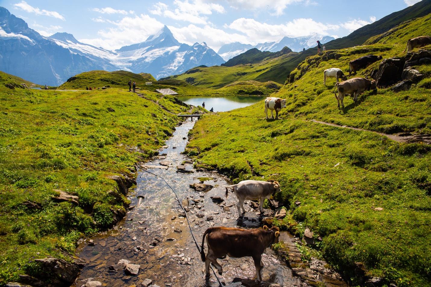 A group of cows in a valley

Description automatically generated