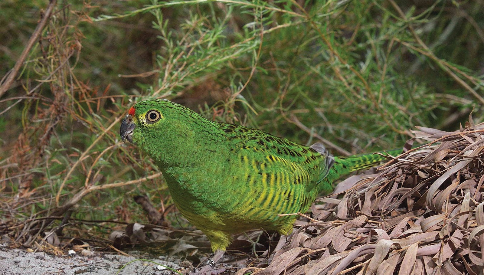 Australian Night Parrots