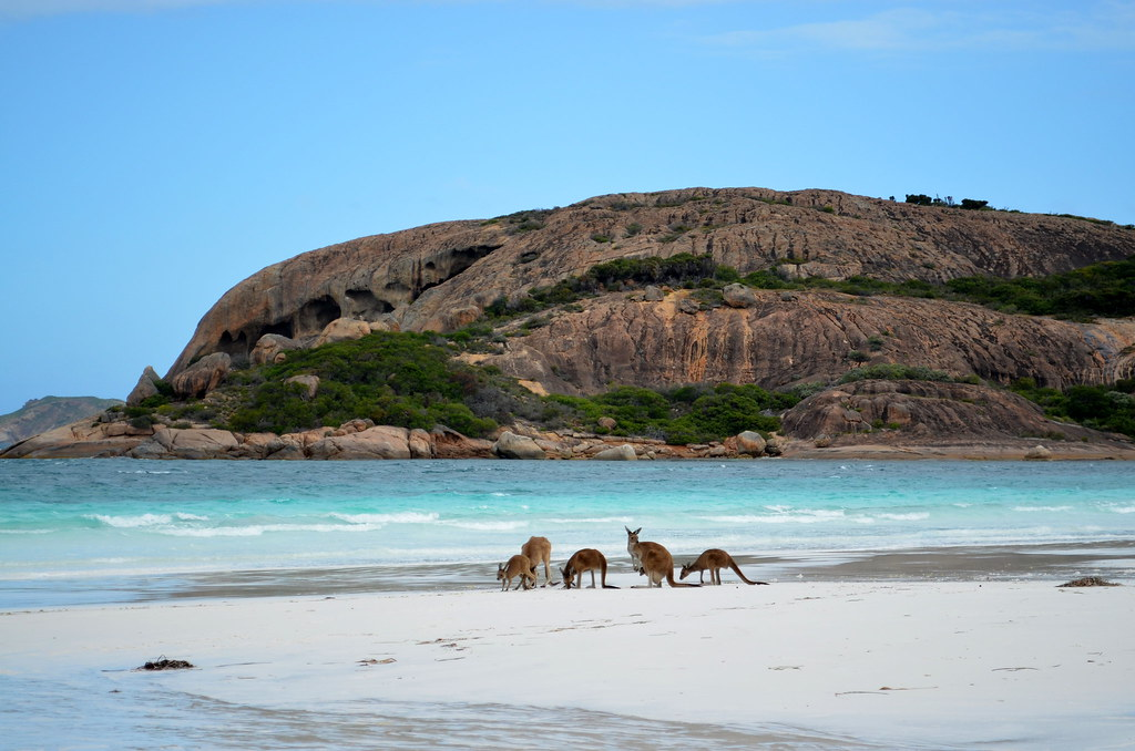 Watching Kangaroos on the Beaches in Australia. 