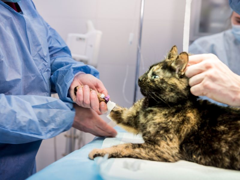 curso de castração de cães e gatos metodologia