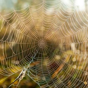 dust cobwebs