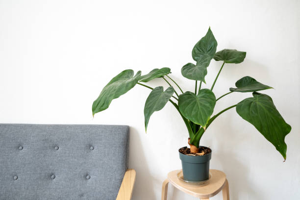 Philodendron, tanaman hias yang cocok di musim hujan (Photo: Getty Images)