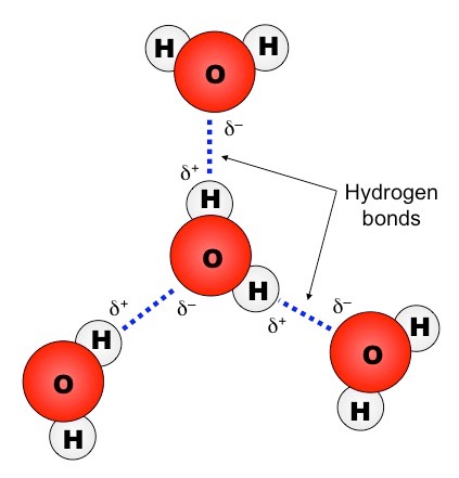 Hydrogen Bonding | BioNinja