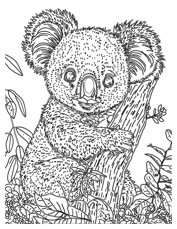 koala coloring pages24