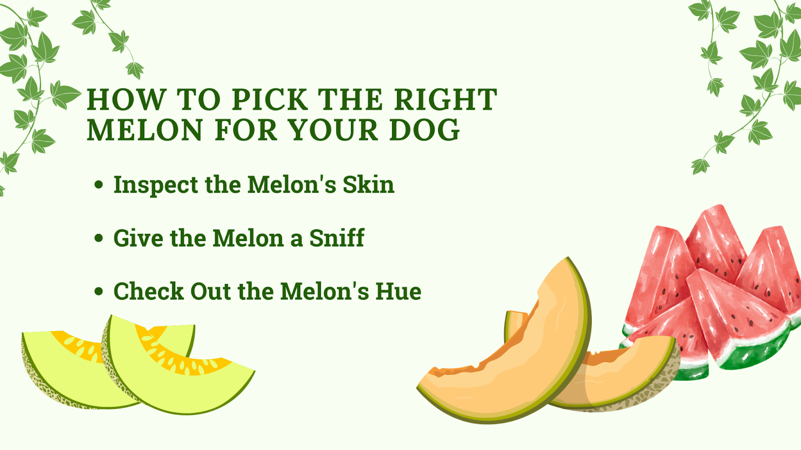 How to pick the right melon for dogs