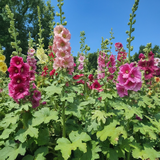 Hollyhock